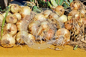 Bunches of onion for sale a vegetable farm.