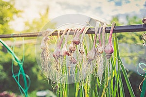 Bunches of onions hanging