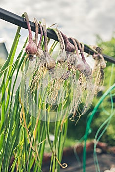 Bunches of onions hanging