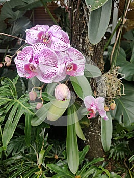 Bunches orchid blossom on the tree