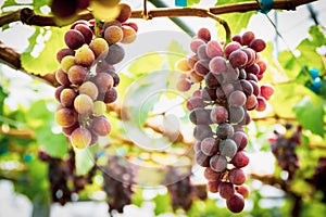 Bunches of organic wine grapes at grape tree in vineyard