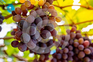Bunches of organic wine grapes at grape tree in vineyard