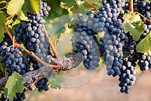 Bunches of perfect black grapes on old vine with warm earth background