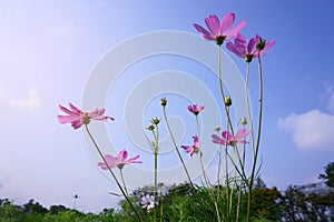 Bunches of Pink Cosmos hybrid under blue sky morning sunshine; worm eyes view photo