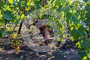 Bunches of the pink grape on grapevine, pears on branches