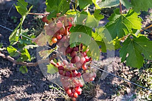 Bunches of the pink grape on grapevine in sunny morning