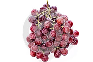 Bunches of pink grapes. Isolated on white background.