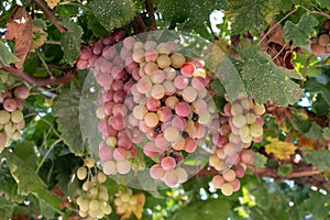 Bunches of pink ripening table grapes berries hanging down from pergola in garden on Cyprus