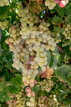 Bunches of pink ripening table grapes berries hanging down from pergola in garden on Cyprus