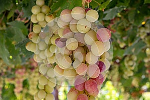 Bunches of pink ripening table grapes berries hanging down from pergola in garden on Cyprus