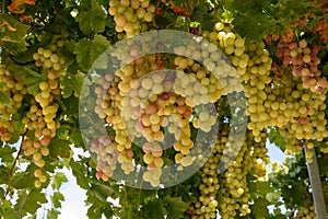 Bunches of pink ripening table grapes berries hanging down from pergola in garden on Cyprus