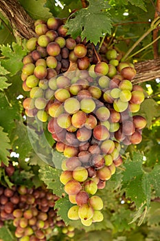 Bunches of pink ripening table grapes berries hanging down from pergola in garden on Cyprus