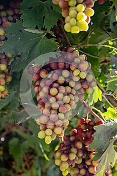 Bunches of pink ripening table grapes berries hanging down from pergola in garden on Cyprus