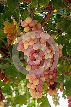 Bunches of pink ripening table grapes berries hanging down from pergola in garden on Cyprus