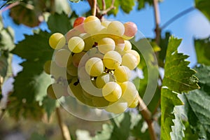 Bunches of pink ripening table grapes berries hanging down from pergola in garden on Cyprus