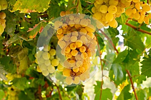 Bunches of pink ripening table grapes berries hanging down from pergola in garden on Cyprus