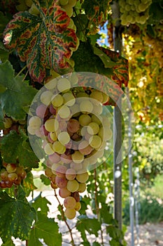 Bunches of pink ripening table grapes berries hanging down from pergola in garden on Cyprus