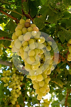 Bunches of pink ripening table grapes berries hanging down from pergola in garden on Cyprus