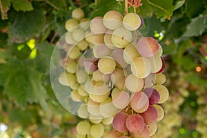 Bunches of pink ripening table grapes berries hanging down from pergola in garden on Cyprus