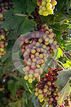 Bunches of pink ripening table grapes berries hanging down from pergola in garden on Cyprus