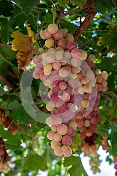 Bunches of pink ripening table grapes berries hanging down from pergola in garden on Cyprus