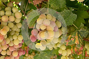 Bunches of pink ripening table grapes berries hanging down from pergola in garden on Cyprus