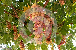 Bunches of pink ripening table grapes berries hanging down from pergola in garden on Cyprus