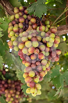 Bunches of pink ripening table grapes berries hanging down from pergola in garden on Cyprus