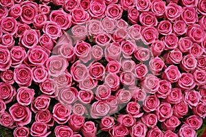 Bunches of pink roses photo