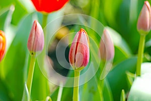 Bunches of pink tulip buds in the garden