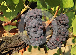 Bunches of Pinot gris, blue and pinkish variety, hanging on vine photo