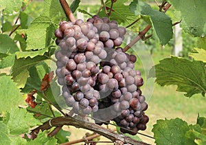 Bunches of Pinot gris grape, brown pinkish variety, hanging on vine photo