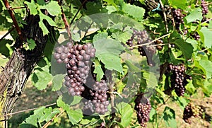 Bunches of Pinot gris grapes hanging on vine