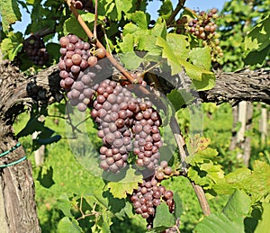 Bunches of Pinot gris grapes hanging on vine photo