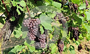 Bunches of Pinot gris grapes hanging on vine photo