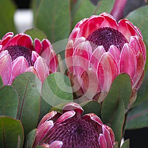 Bunches of Proteas