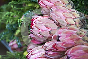 Bunches of Proteas close up