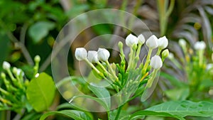 Bunches of pure white petals of Gardenia Crape Jasmine flower on greenery leaves in garden