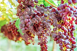 Bunches of purple grapes hanging on the vine with green leaves