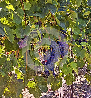 Bunches of Purple Grapes on a Vine.