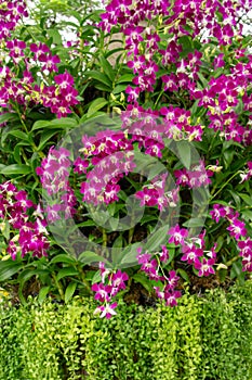 Bunches of purple petals Dendrobium hybrid orchid blossom on green leafs tree