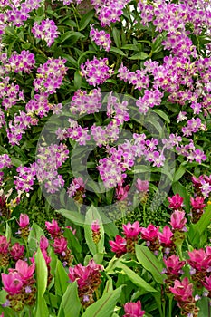 Bunches of purple petals Dendrobium hybrid orchid blossom on green leaves and purple Siam tulip or Sumer tulips