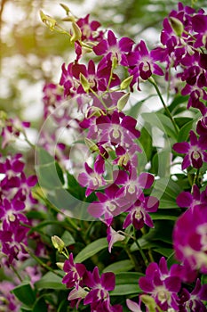 Bunches of purple petals Dendrobium hybrid orchid blossom under green leafs tree on blurry background