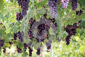 Bunches of purple ripening table grapes berries hanging down from pergola in garden on Cyprus