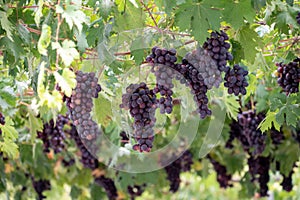 Bunches of purple ripening table grapes berries hanging down from pergola in garden on Cyprus