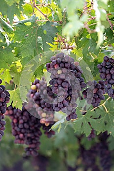 Bunches of purple ripening table grapes berries hanging down from pergola in garden on Cyprus