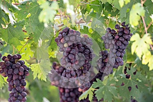 Bunches of purple ripening table grapes berries hanging down from pergola in garden on Cyprus