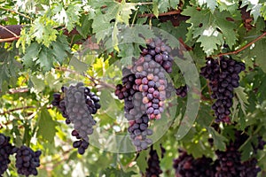 Bunches of purple ripening table grapes berries hanging down from pergola in garden on Cyprus