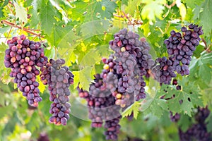 Bunches of purple ripening table grapes berries hanging down from pergola in garden on Cyprus