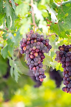 Bunches of purple ripening table grapes berries hanging down from pergola in garden on Cyprus